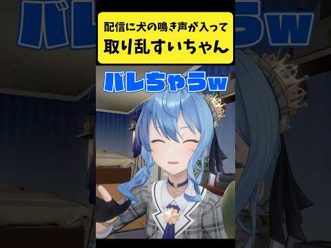 配信に犬の鳴き声が入って取り乱すすいちゃん【星街すいせい/ホロライブ切り抜き】shorts サムネイル