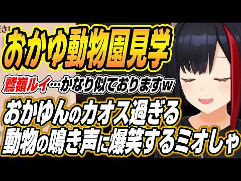 【hololive切り抜き/大神ミオ】猫又おかゆ先生の動物園を見てみましょう・・・おかゆんのカオス過ぎる動物の鳴き声に爆笑す… サムネイル
