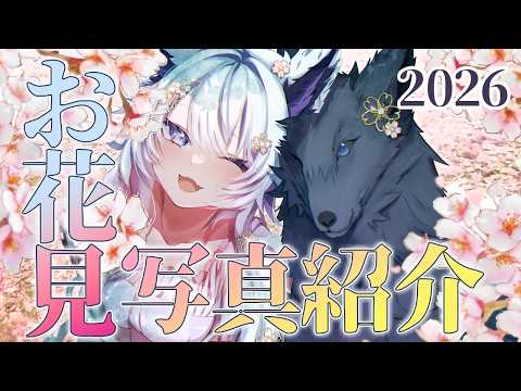 【企画】リスナーからの桜写真でお花見しよう！【VTuber】 サムネイル