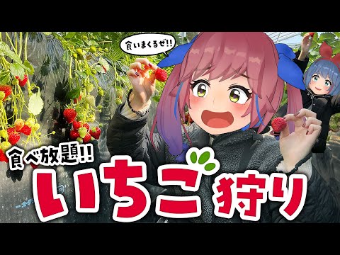 念願のいちご狩り🍓どっちが多く食べられるか勝負や！！【制限時間30分】 サムネイル